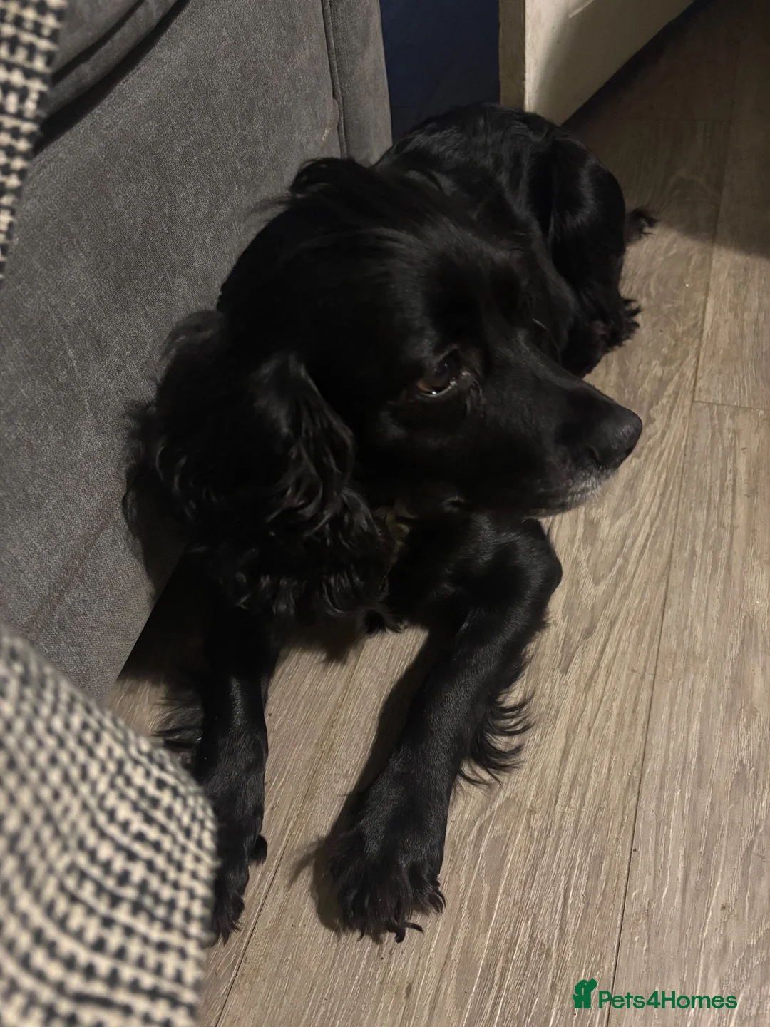 Cockapoo dogs for sale: Cockapoo puppies F1B - Advert 2