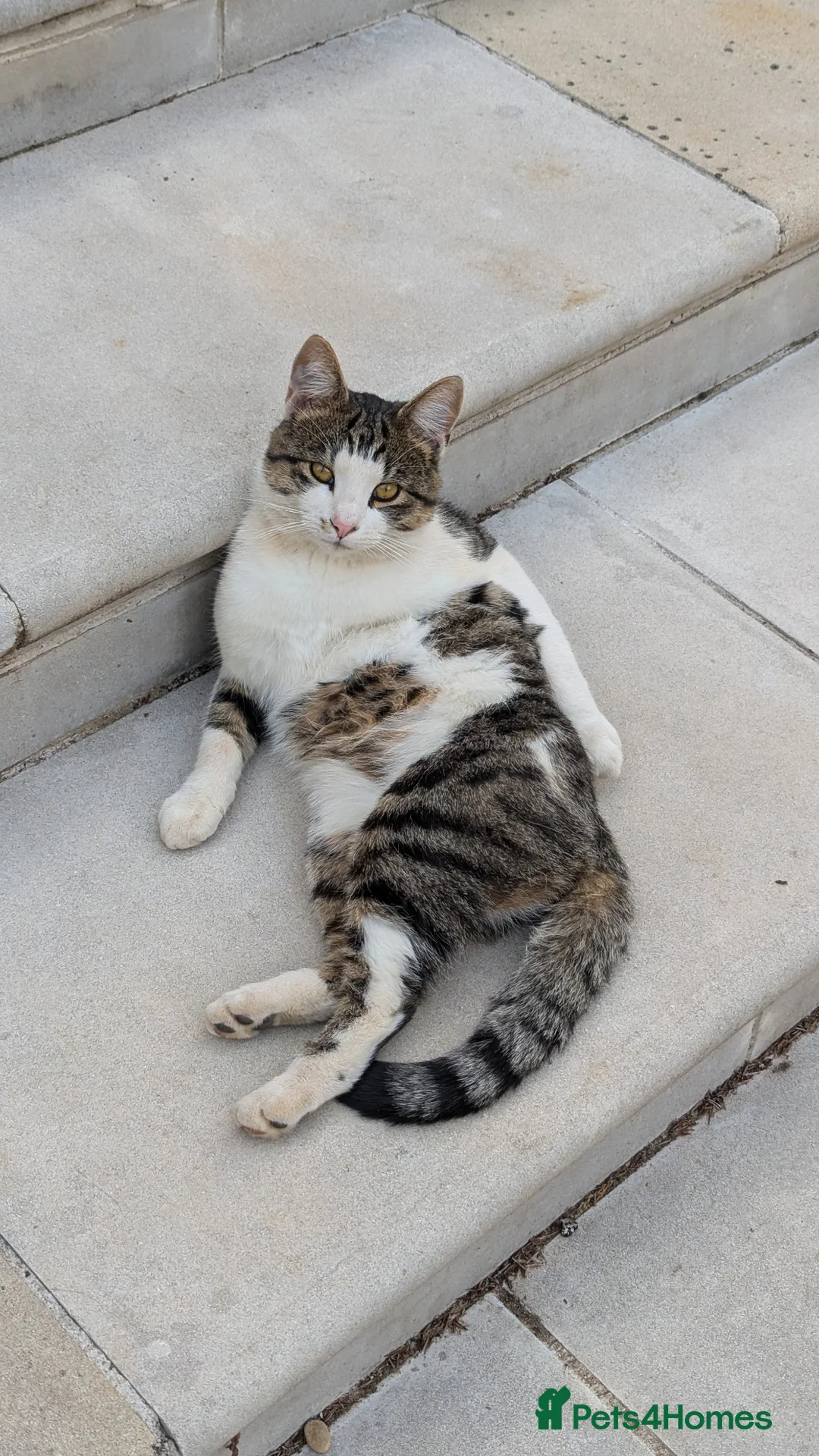 British Shorthair cats for sale: Male 3year old Cat  - Advert 5