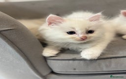Ragdoll cats for sale: Pure fluffy Ragdoll kittens looking for5 star home - Image 22