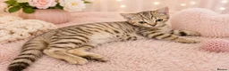 British Shorthair cats for sale: 🐾 🥰 British Shorthair Kittens 🥰🐾 - Advert 4