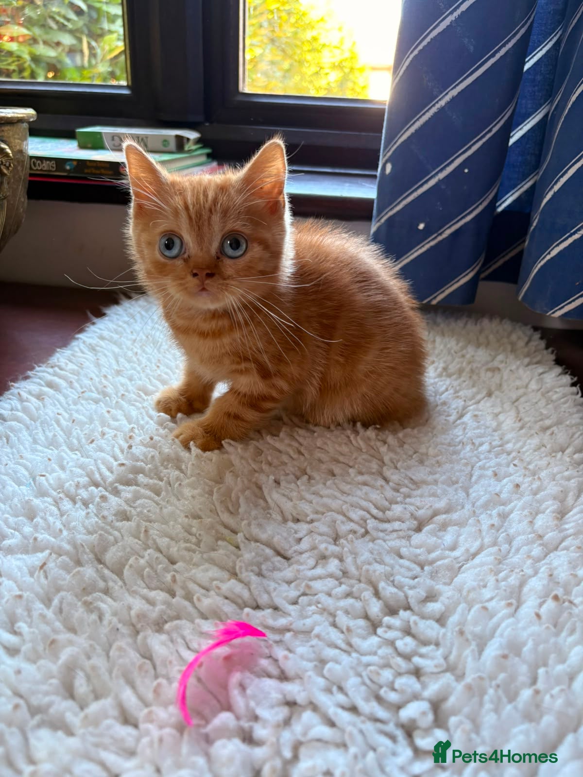 British Shorthair cats Blue-Eyed Red British Shorthair Boy (DBE) - Advert 2
