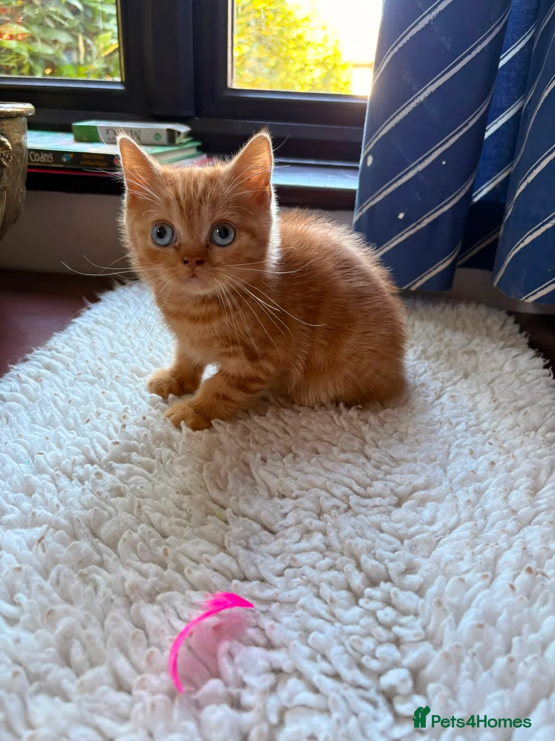 British Shorthair cats for sale: Blue-Eyed Red British Shorthair Boy (DBE) - Advert 2