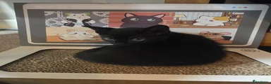 Black female kitten looking for a loving home