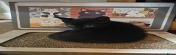 Domestic Shorthair cats for sale: Two Beautiful, Loving Kittens Looking for a Home. - Advert 3