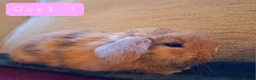 Mini Lop rabbits for sale: 🐰6 Mini Lop x Angora Baby Bunnies for Sale🐰 - Advert 8