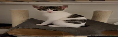 Mixed Breed Kitten 5