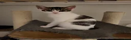 Mixed Breed cats for sale: Sweet little babies.  - Advert 14