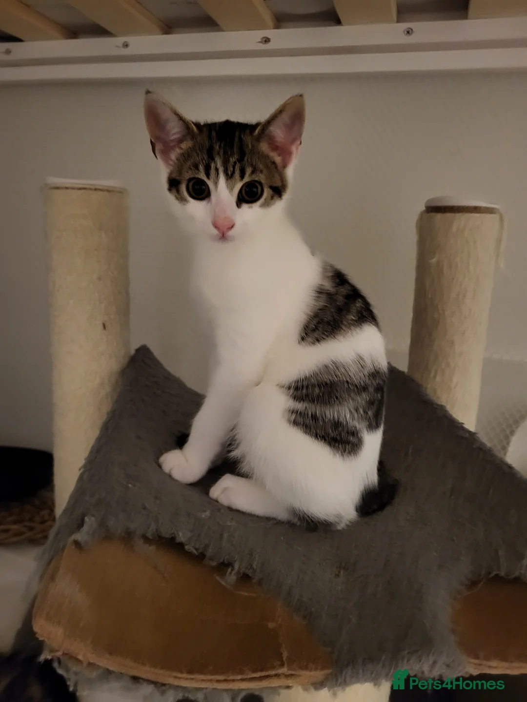 Mixed Breed cats for sale: Sweet little babies.  - Advert 14