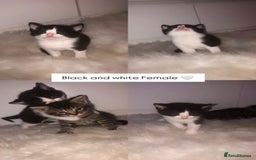 Mixed Breed cats for sale: 3 BABY KITTENS LEFT 🩷🩷🩵 - Image 1