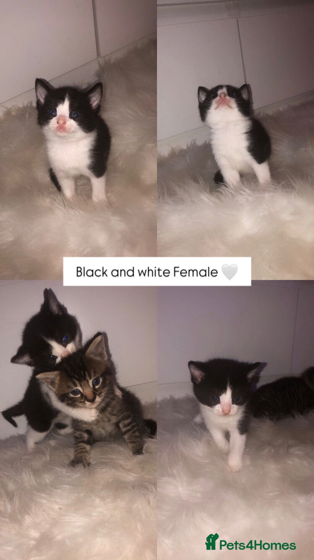 Mixed Breed cats for sale: 3 BABY KITTENS LEFT 🩷🩷🩵 - Image 1