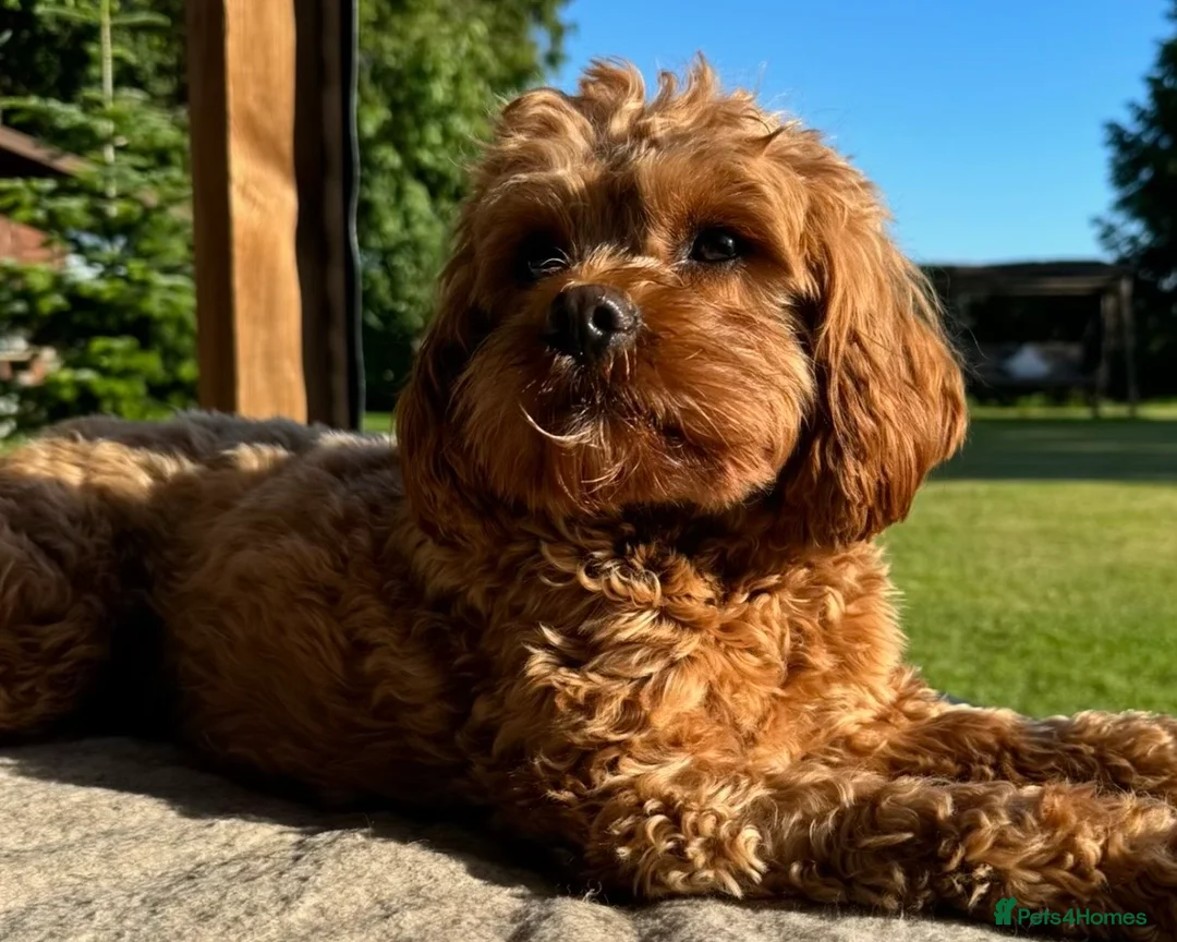 Cavapoo dogs for sale: Cavapoo F1b - Advert 2