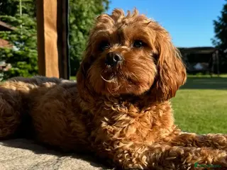 Cavapoo dogs Cavapoo F1b - Advert 4