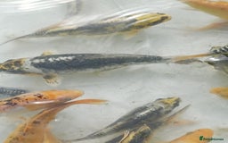 Koi Carp fish for sale: UK koi carp  - Image 6