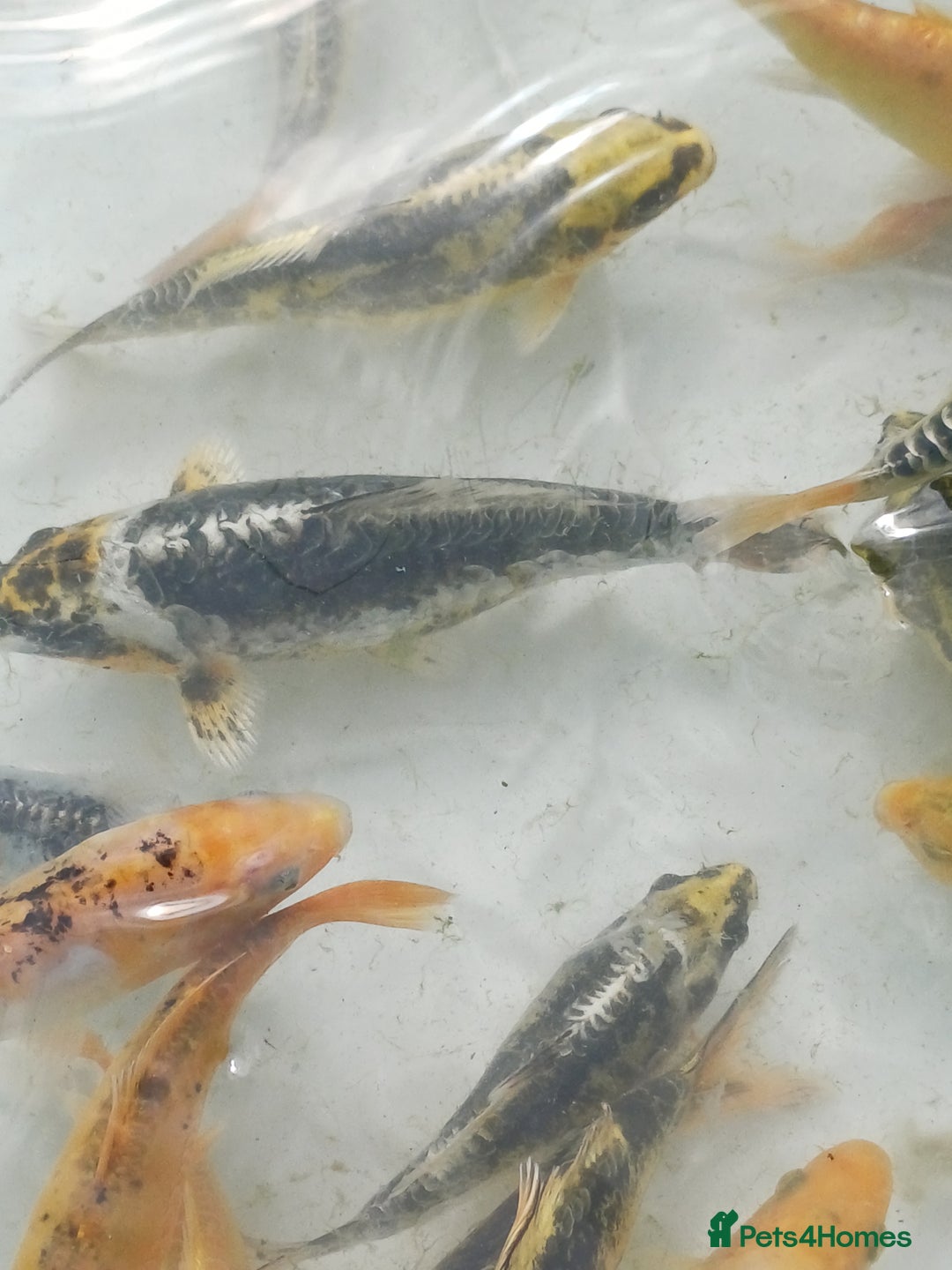 Koi Carp fish for sale: UK koi carp  - Image 6
