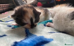 British Shorthair cats for sale: 3 gorgeous kittens for sale - Image 5