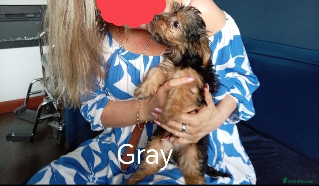Chorkie dogs 5 beautiful Chorkie pups ready to go now 4g 1 boy - Advert 2