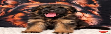German Shepherd Red