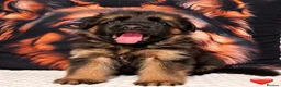 German Shepherd dogs for sale: Exceptional Long-Haired German Shepherd Puppies - Advert 2