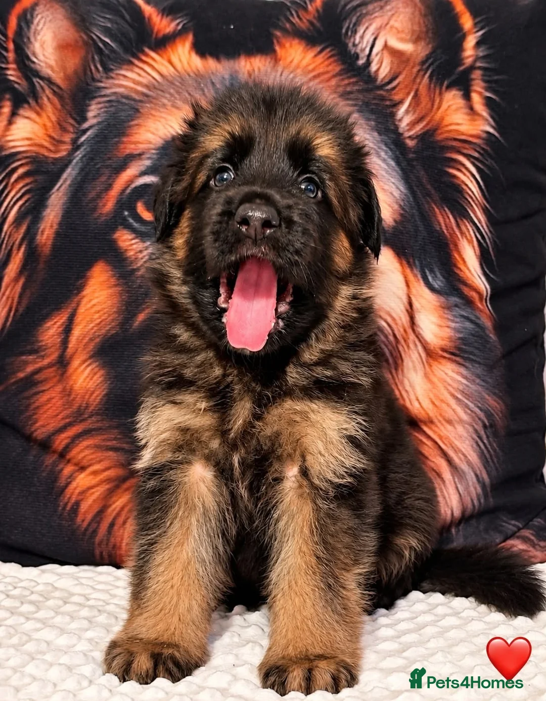 German Shepherd dogs for sale: Exceptional Long-Haired German Shepherd Puppies - Advert 2