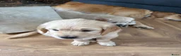 Golden Retriever dogs for sale: A litter of 5 golden retrievers puppies - Advert 3