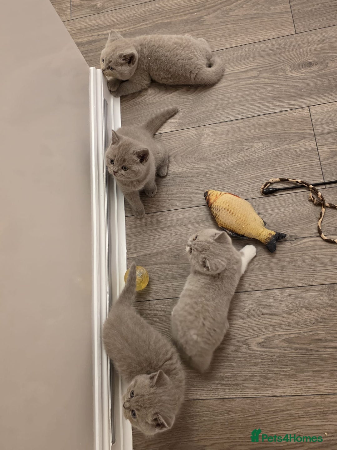 British Shorthair cats for sale: British shorthair - Advert 18