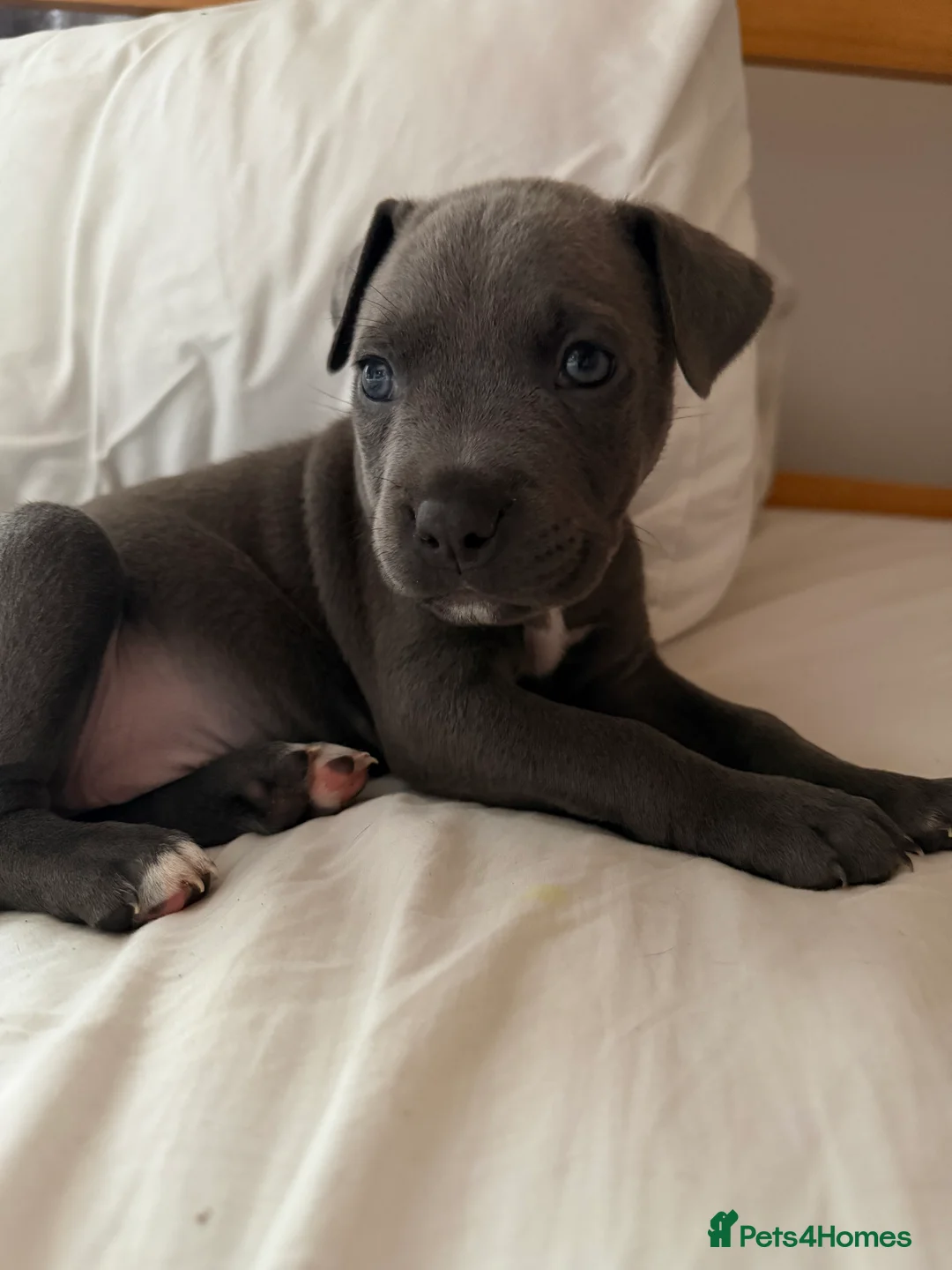 Mixed Breed dogs for sale: Amercian Staff Mix 10 weeks  - Advert 6