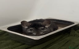 Chinchilla rodents for sale: 2 bonded male chinchillas - Image 14