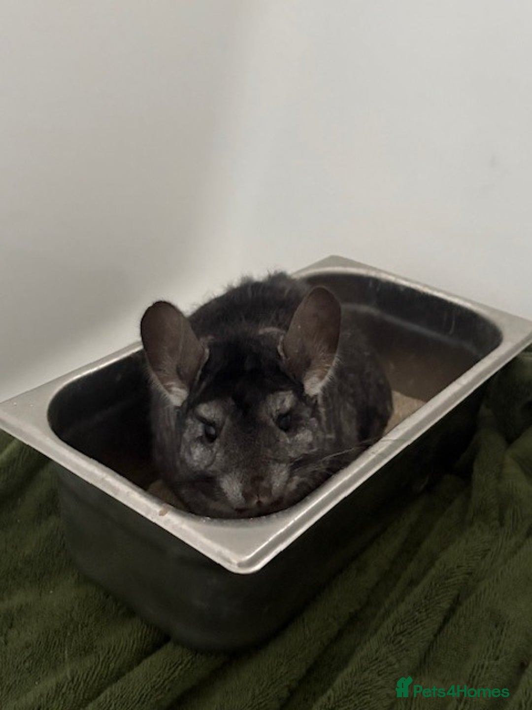 Chinchilla rodents for sale: 2 bonded male chinchillas - Image 14
