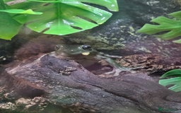 Frog reptiles for sale: Australian Whites Tree Frogs and Terrarium - Image 3