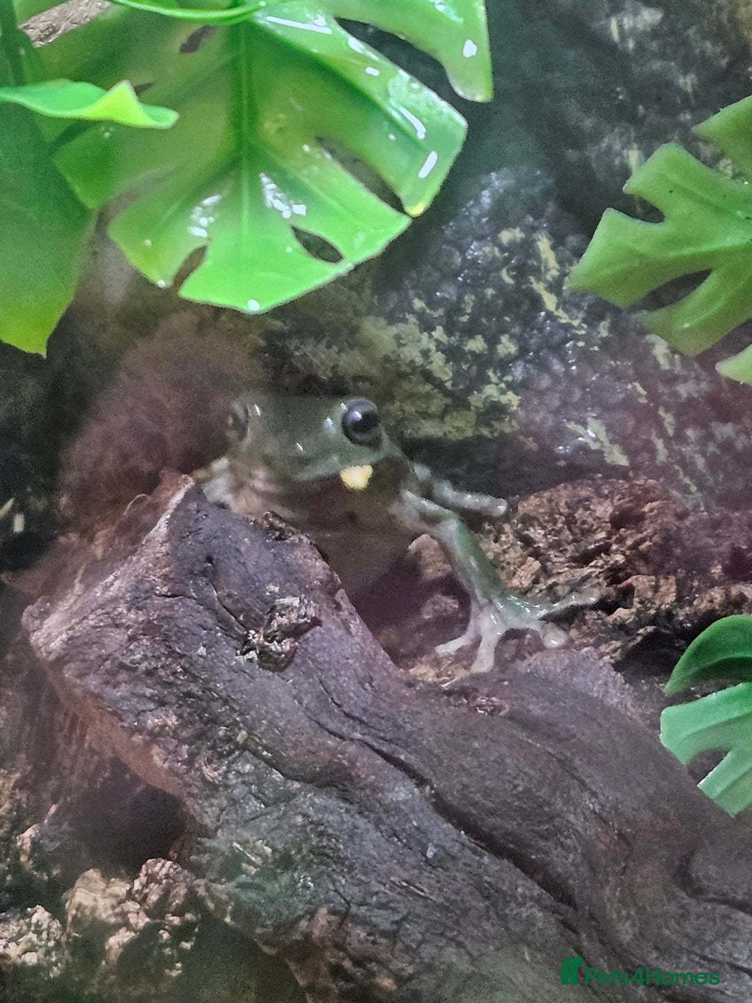 Frog reptiles for sale: Australian Whites Tree Frogs and Terrarium - Image 3