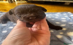 Mixed Breed dogs for sale: Mini poodle cross Frow frow’s - Image 6