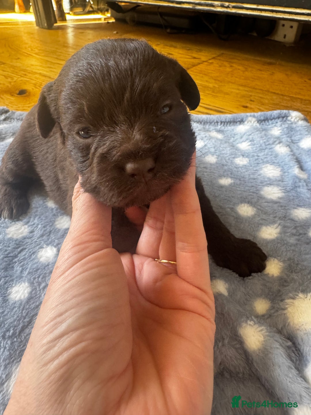 Mixed Breed dogs for sale: Mini poodle cross Frow frow’s - Image 6