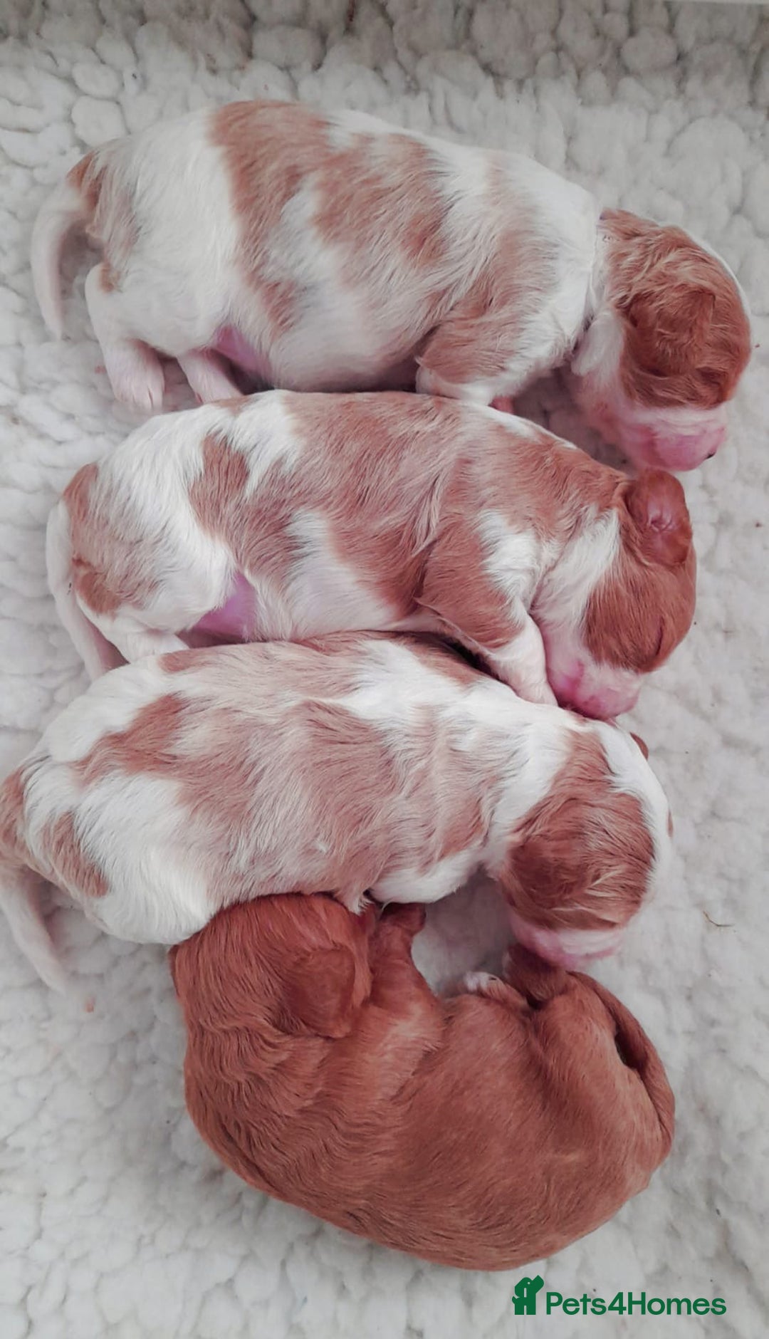 Miniature Poodle dogs for stud: Proven apricot miniature poodle in Sutton Coldfield - Image 12