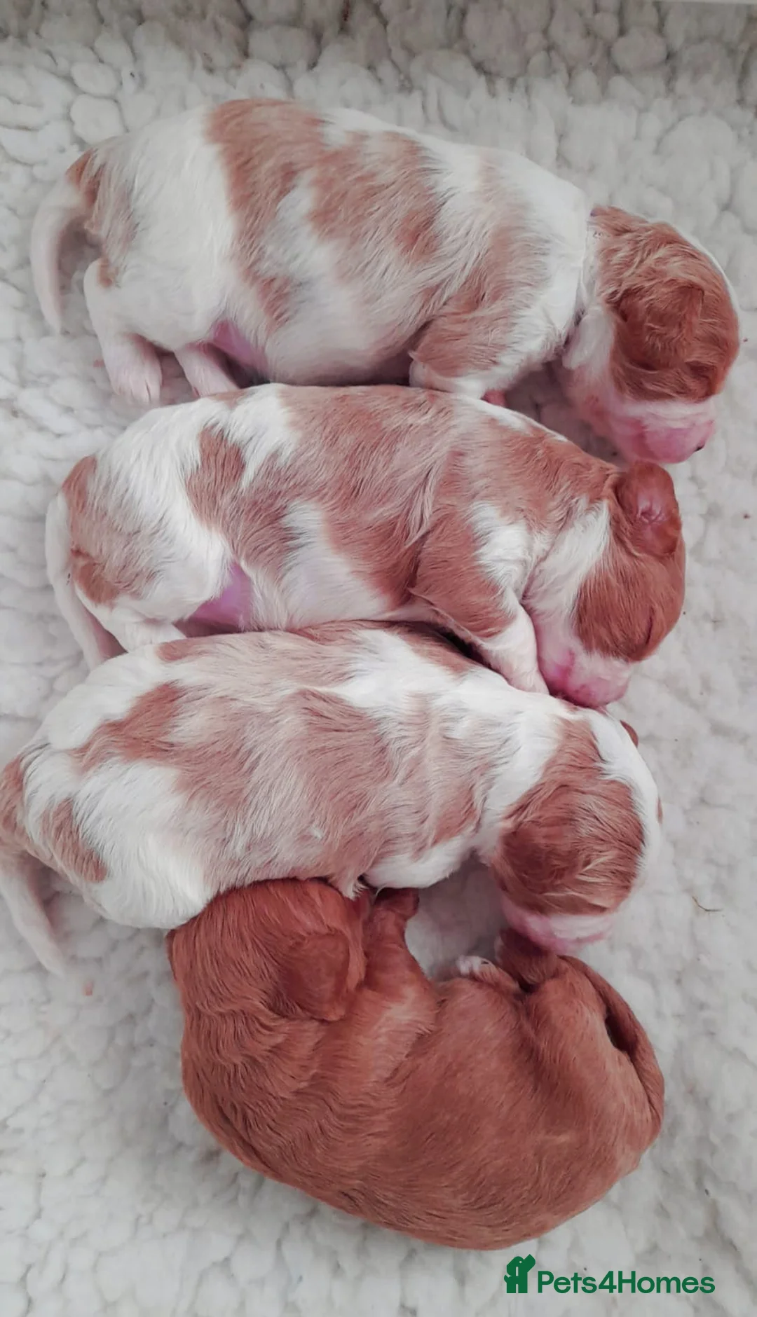 Miniature Poodle dogs for stud: Proven apricot miniature poodle in Sutton Coldfield - Advert 12