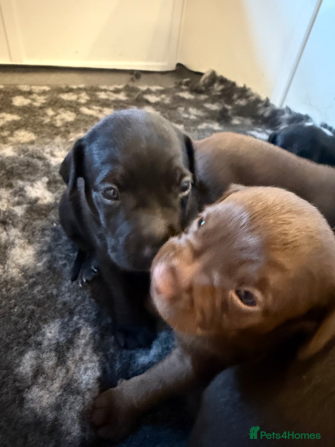 Mixed Breed dogs for sale: Frocks  - Image 28