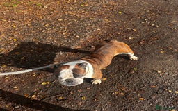 English Bulldog dogs for sale: English bulldog - Image 6