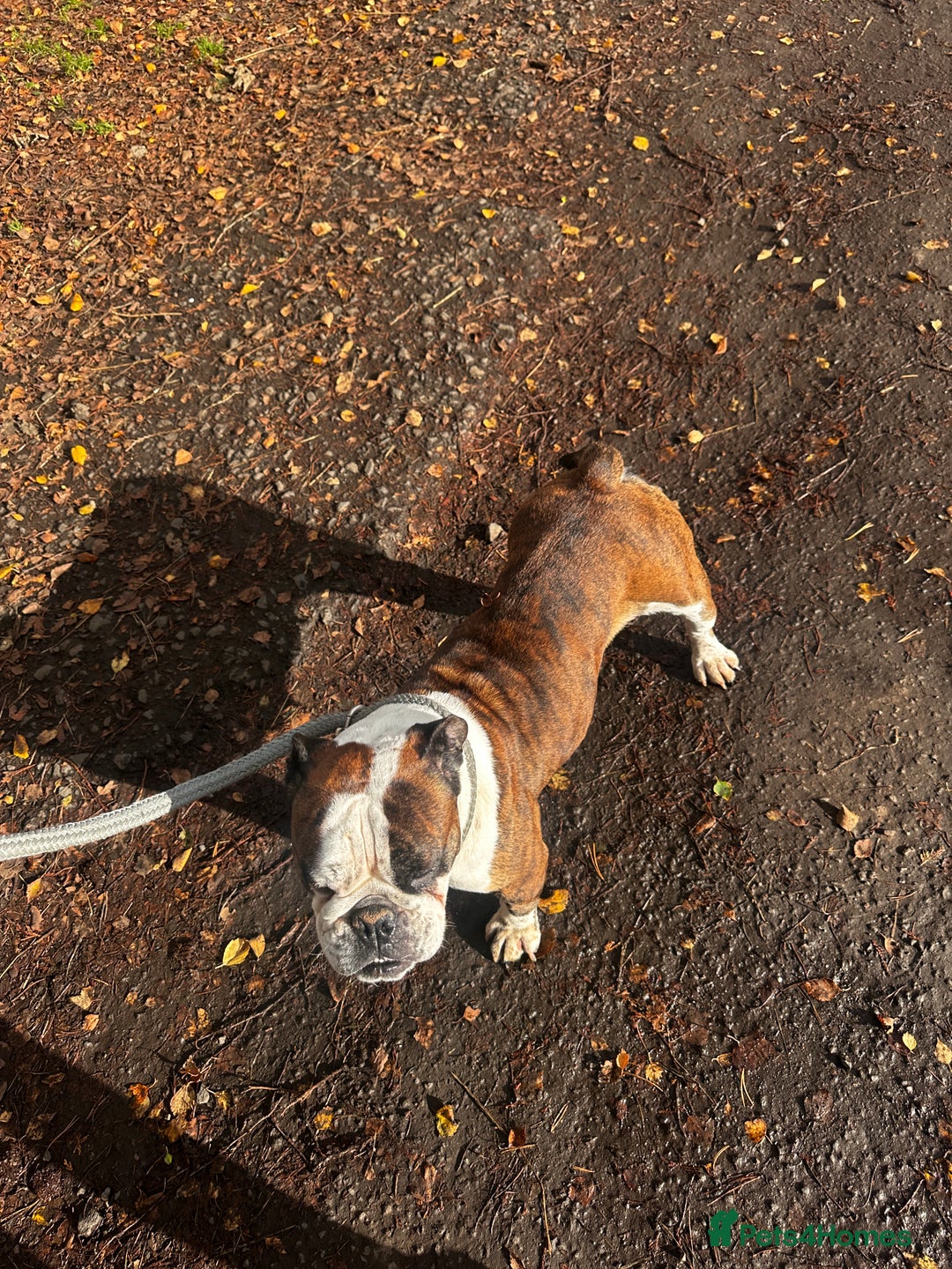 English Bulldog dogs for sale: English bulldog - Image 6