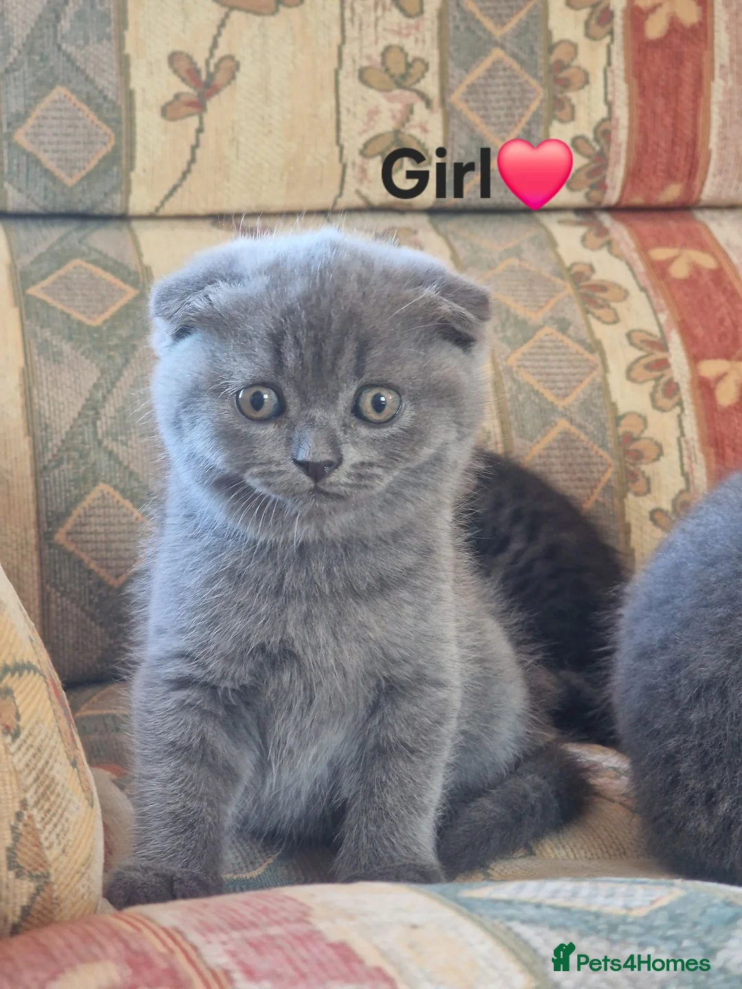 Scottish Fold cats for sale: Scottish fold & Straight Ears  - Advert 2