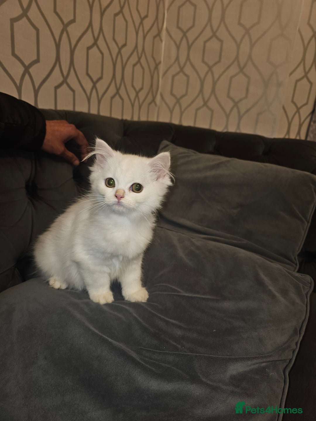 Persian cats for sale: Persian kitten - Advert 2