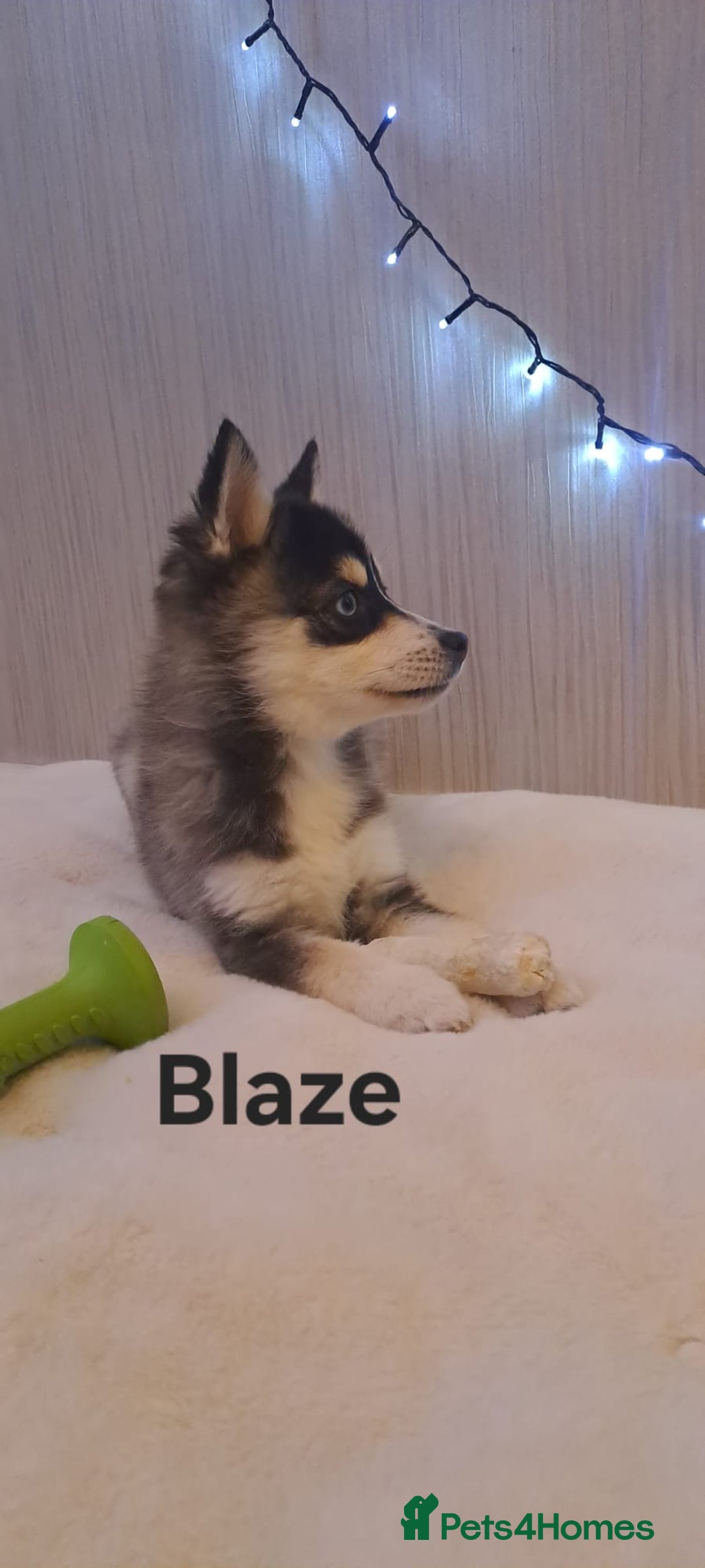 Pomsky dogs for sale: 2 Boys leftStunning Blue eyed F4 Pomsky pups - Advert 34