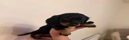 Dachshund dogs for sale: Longhaired black & tan & also a smooth - Advert 5