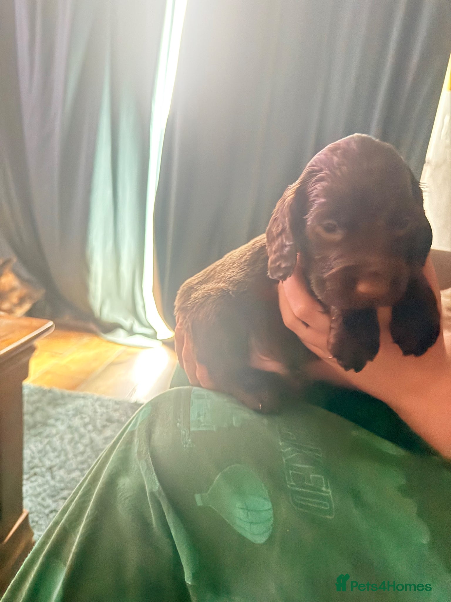 Cocker Spaniel dogs 1 choc working cocker boys available            - Advert 2