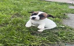 Jack Russell dogs for sale: Two lovely male Jack russel puppies  - Image 3