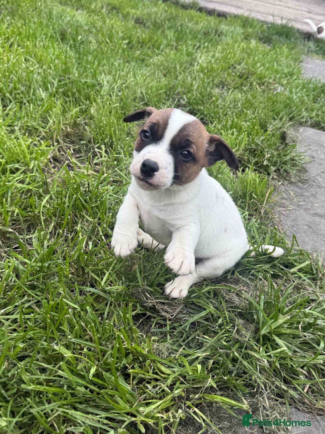 Jack Russell dogs for sale: Two lovely male Jack russel puppies  - Image 3