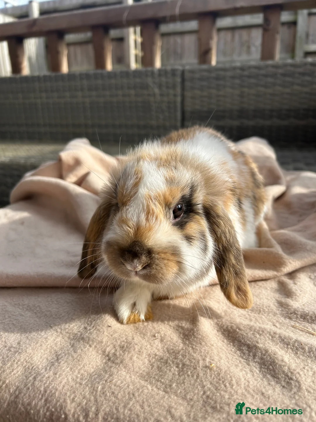 Mini Lop rabbits for sale: Beautifully marked friendly mini lop bunnies - Advert 14