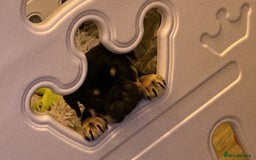 Frug dogs for sale: Frug Puppy **1 left** - Advert 6