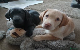 Labrador Retriever dogs for sale: Rehoming our beautiful boys, 9 month old labradors - Image 11