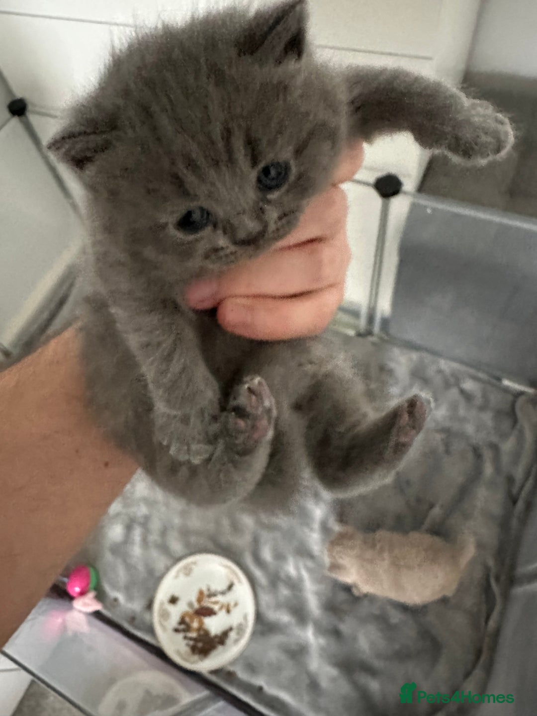 British Shorthair cats for sale: 4 BIG Boys ,British Shorthair Kittens 🐱  - Advert 7