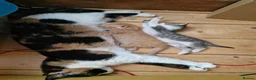 Mixed Breed cats for sale: Lovely mixed grey kitten - Advert 7