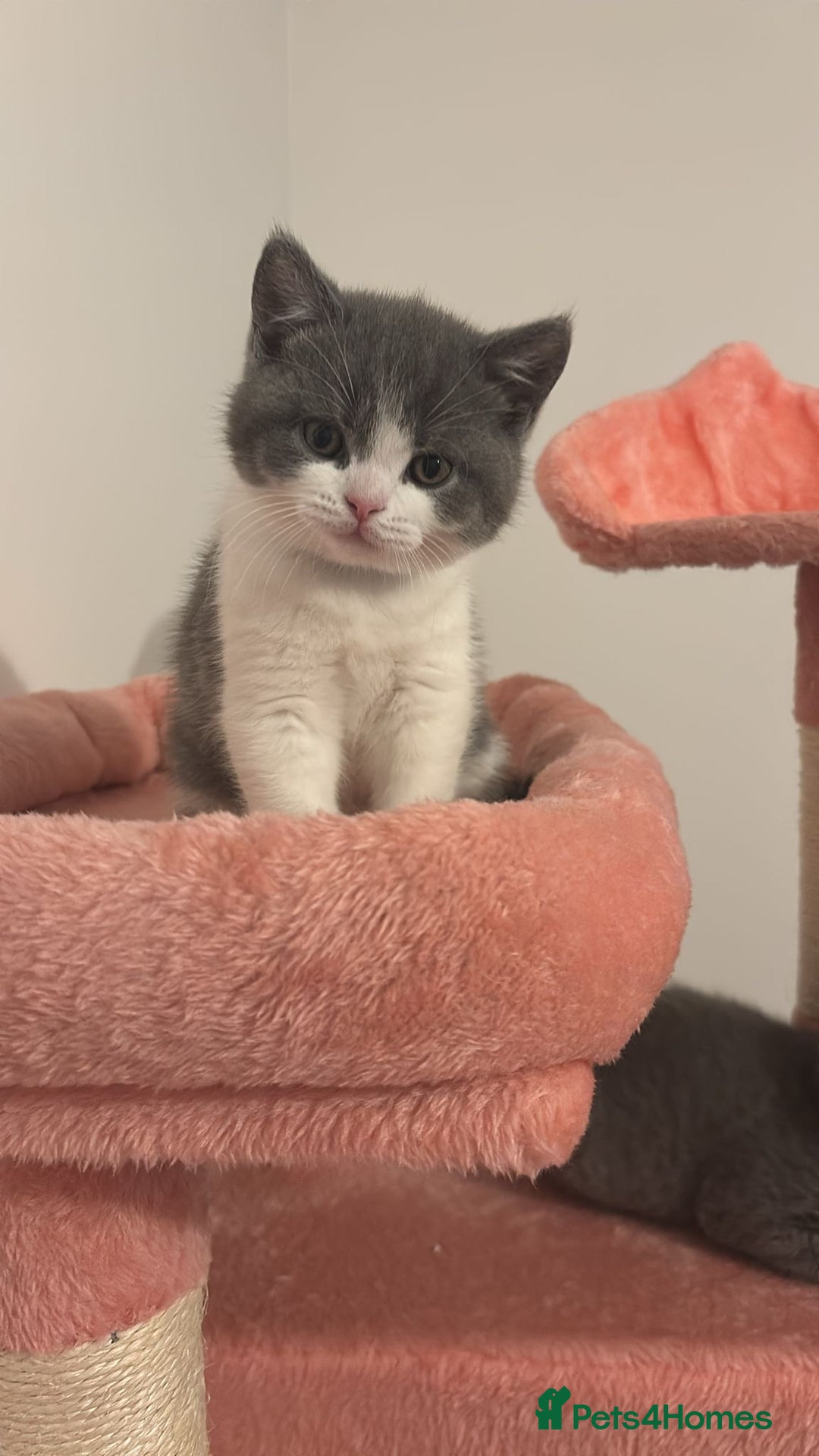 British Shorthair cats for sale: 🧸✨6 Chunky British Shorthair Kittens For Sale✨🧸 - Advert 27